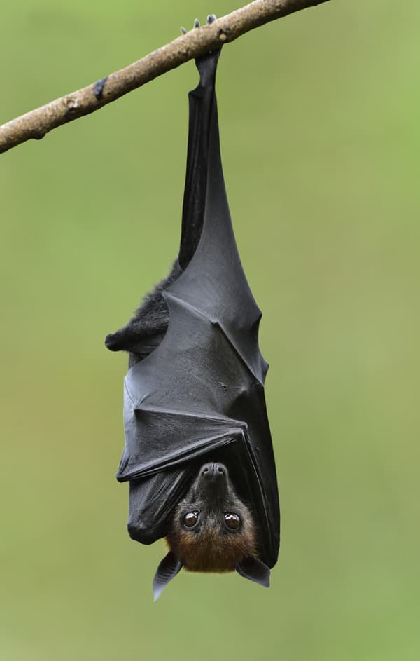 A flying fox bat hanging upside down with its wings wrapped around it.