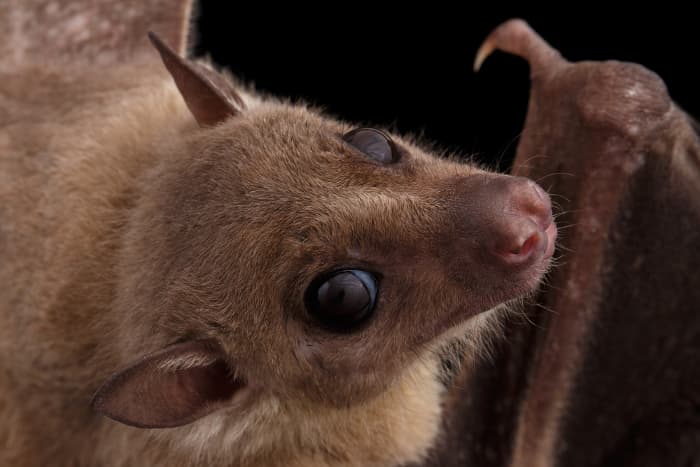 Closeup of a brown colored fruit bat.