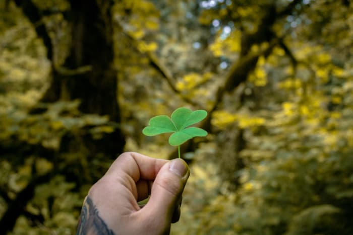 A tattooed hand holding a single, large shamrock clover with a woodland setting in the background.