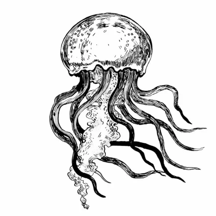 A black and white jellyfish image drawn in a detailed realistic style.