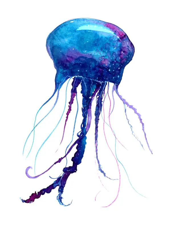 A watercolor image of a jellyfish in shades of blue and purple -- this creates a very different mood for a jellyfish tattoo meaning.