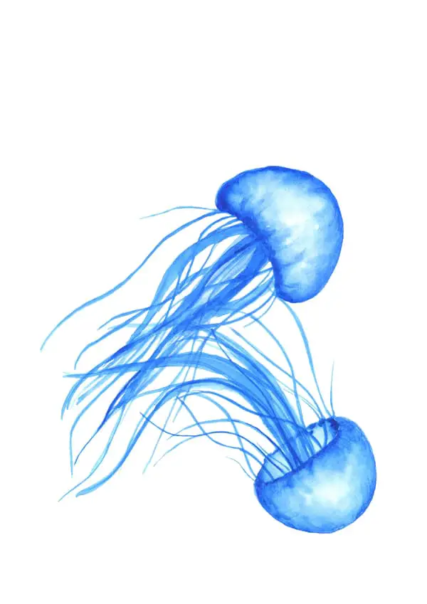 A pair of blue jellyfish swimming together.