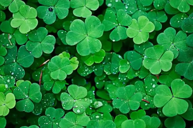 Closeup of a patch of shamrock clovers with drops of water on them.