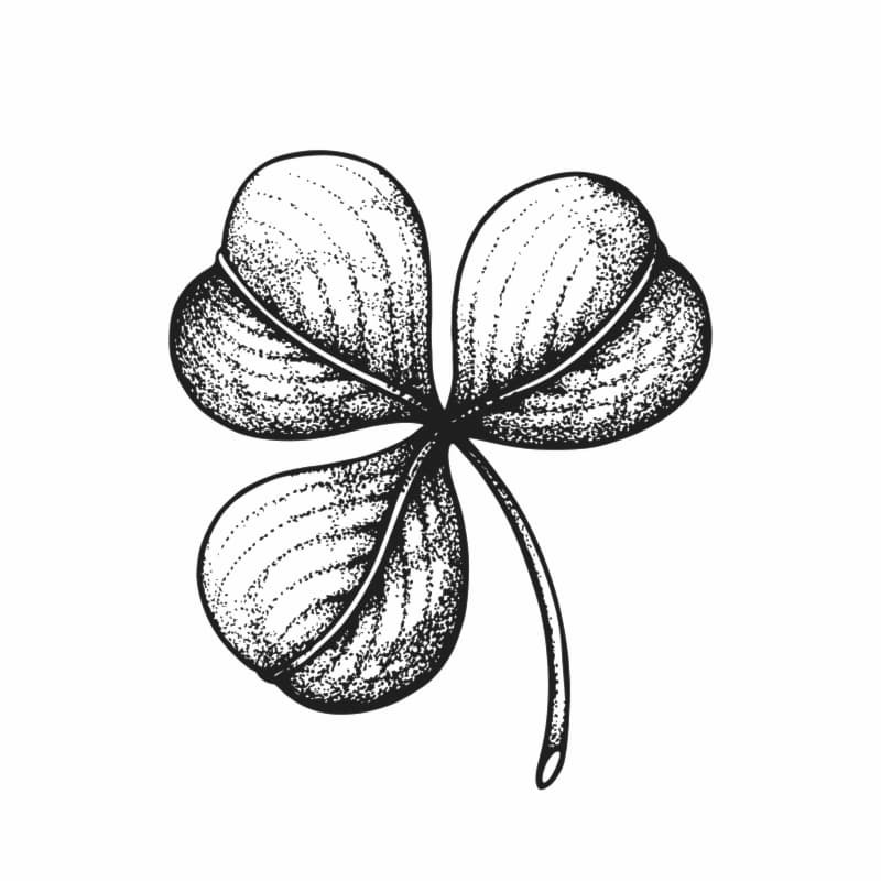 A black ink drawing of a shamrock done in the style of vintage botanical book illustrations.