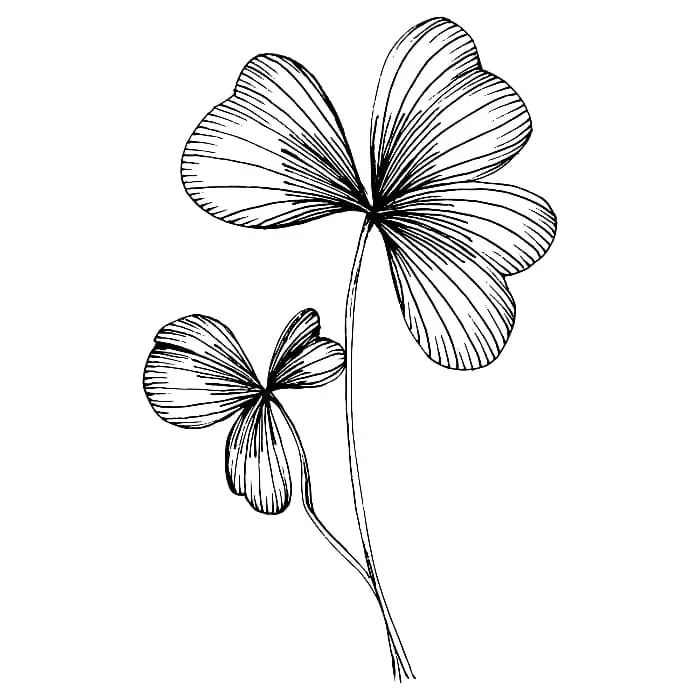 An image of a shamrock and a smaller one drawn in black in with some realism details.