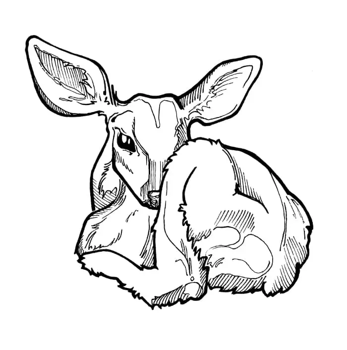 A curled up fawn lying down.