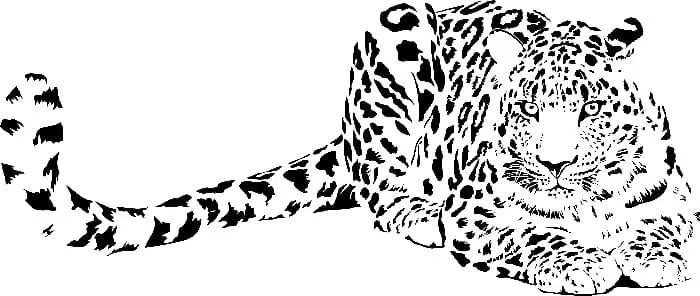 A full-body image of a jaguar lying down.