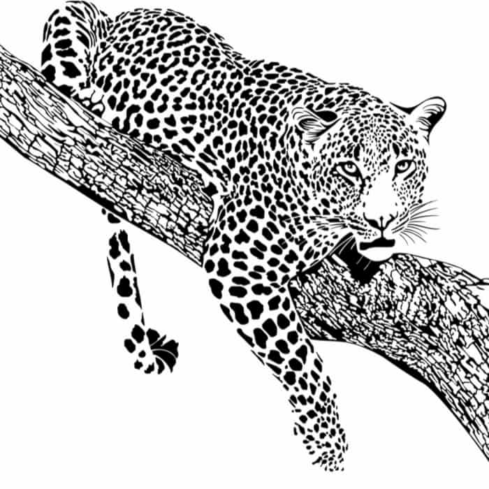 A black an white image of a jaguar on a tree branch.