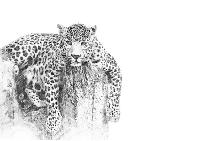 Full body illustration of a jaguar.
