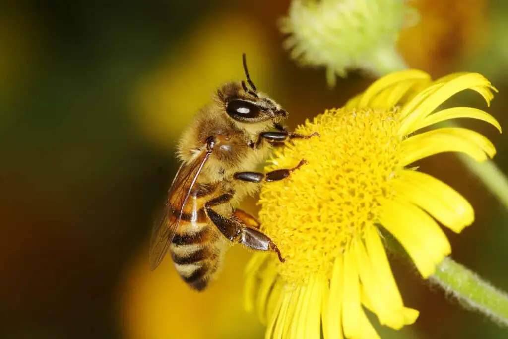 Closeup of a honey bee on a yellow flower.