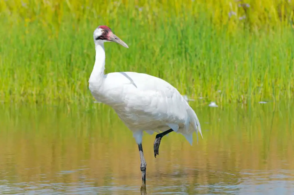 A Whooping Crane standing on one leg in water.