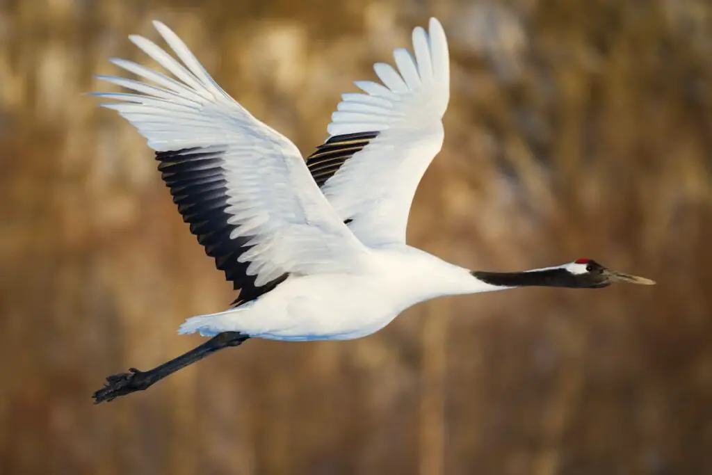 A crane in flight.