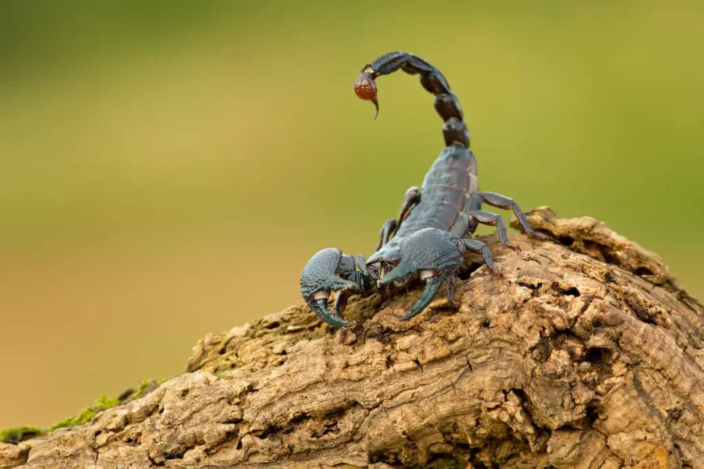 A scorpion on a log or stump.