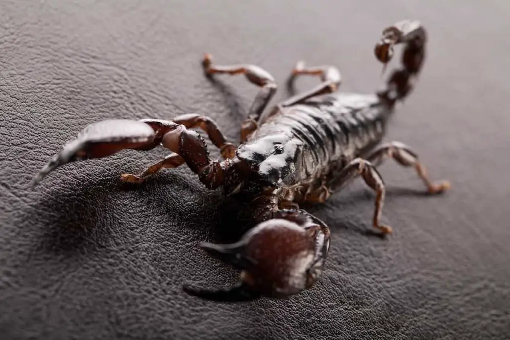 Closeup of a scorpion.