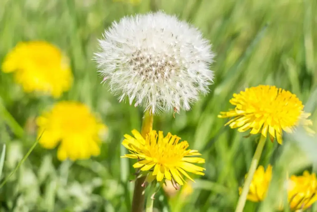 Dandelions in two stages of life. Which stage you choose impacts a dandelion tattoo meaning.