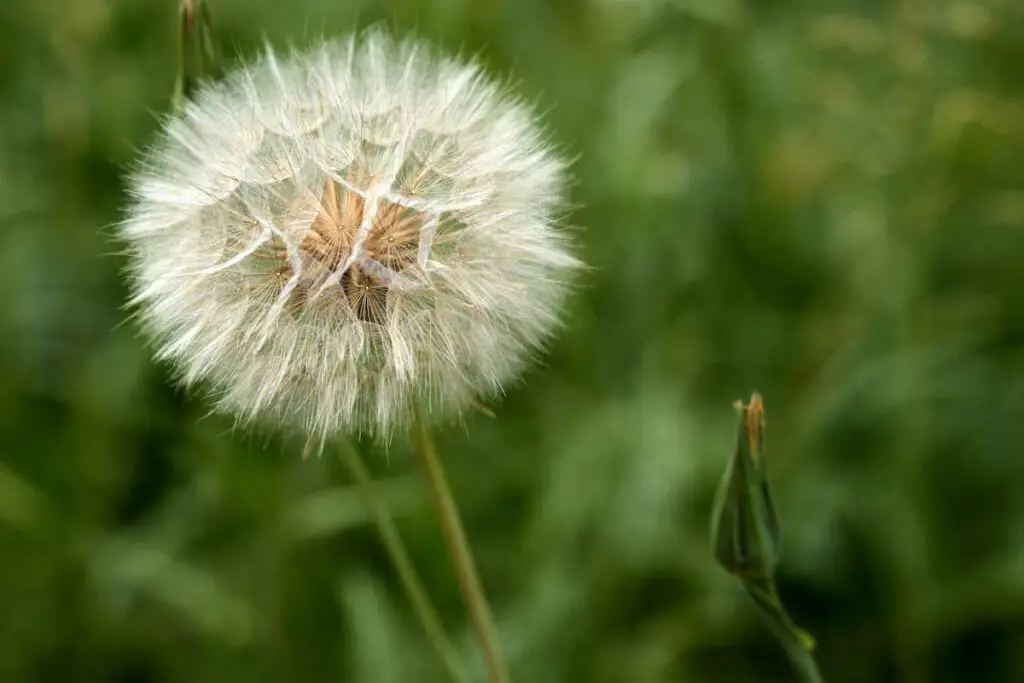 A dandelion in the white puffball seed phase.