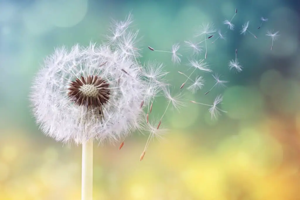 Seeds blowing from a white dandelion.