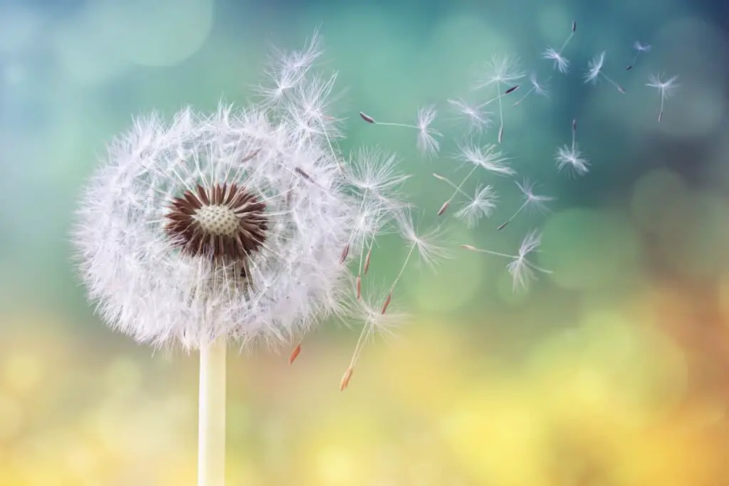 Dandelion seeds blowing in the wind. Dandelion tattoo designs can come in many forms.