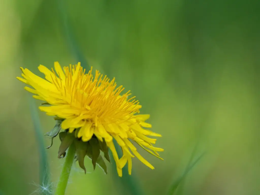 Closeup of a yellow dandelion.
