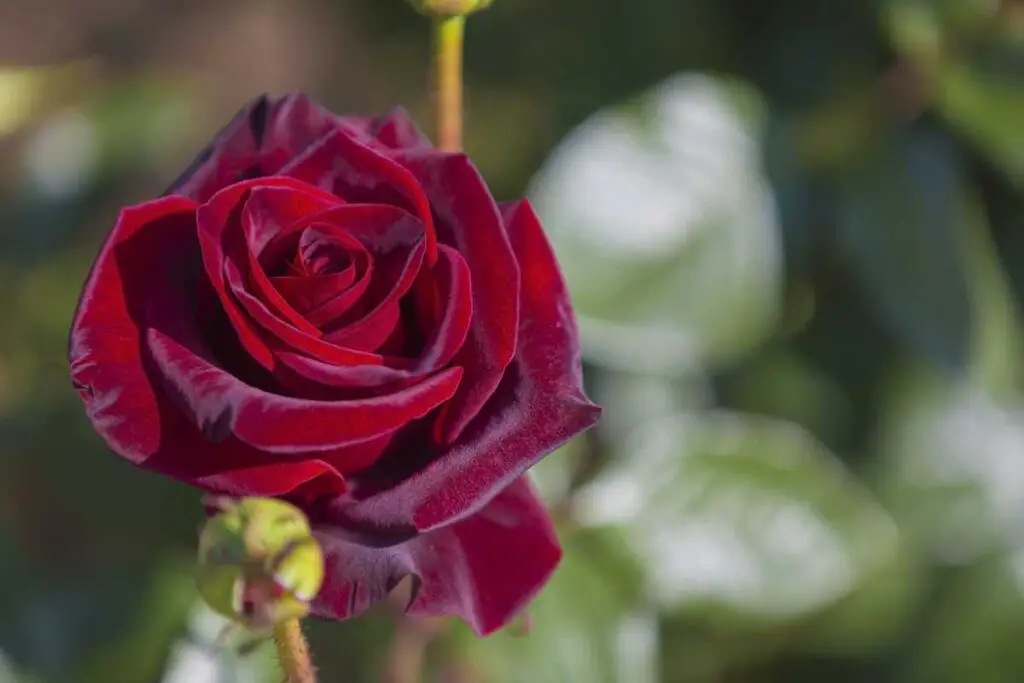 Closeup of a Black Magic rose bloom. Rose tattoo meanings are as varied as there are kinds of roses.