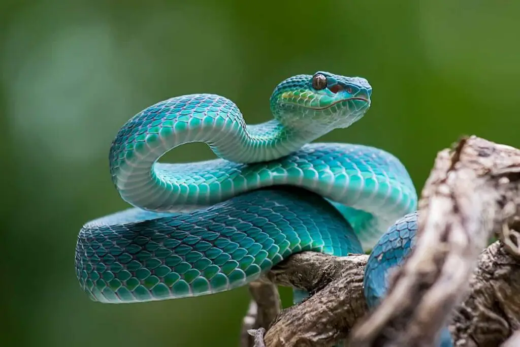 Closeup of a blue pit viper.