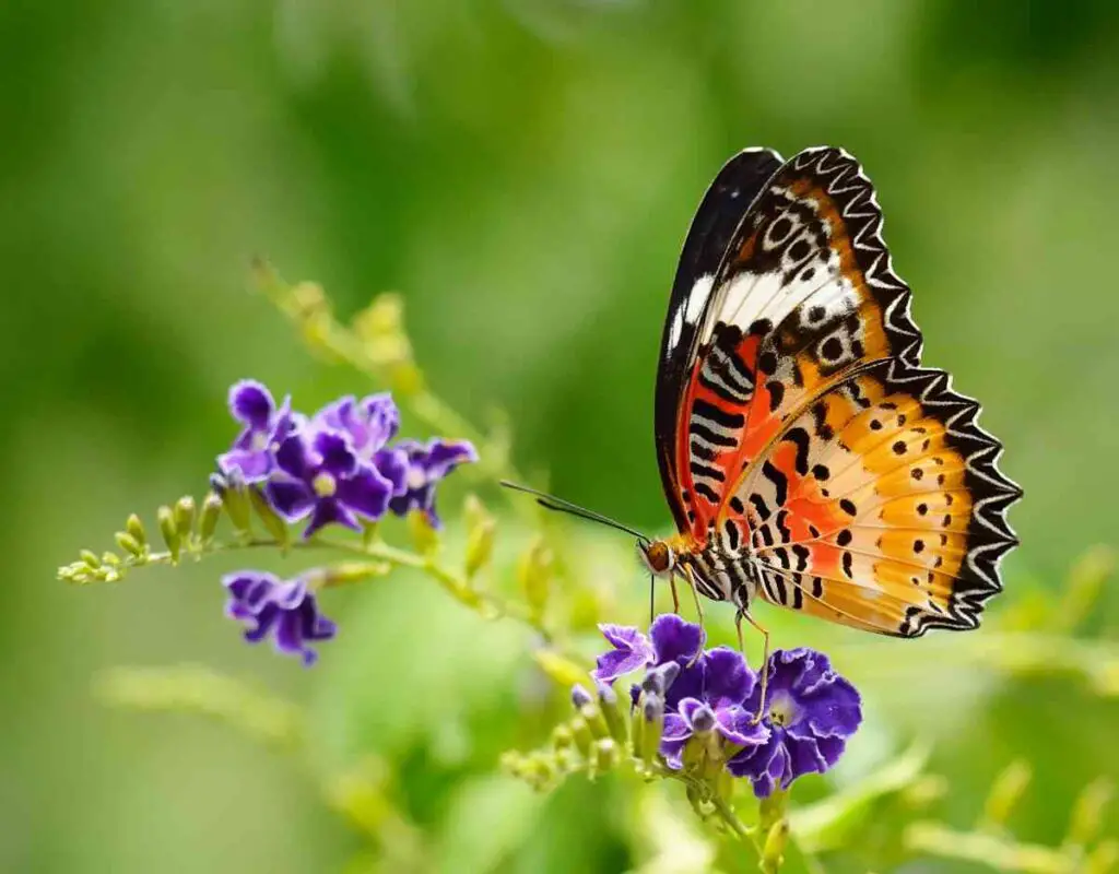 Closeup of a butterfly in shades of orange and brown on a purple wildflower.