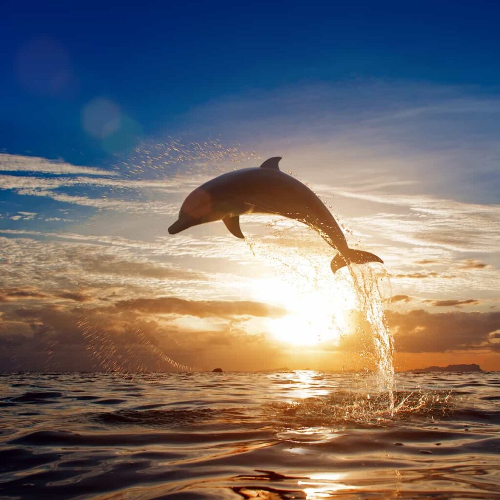 Dolphin jumping out of the water at sunset.