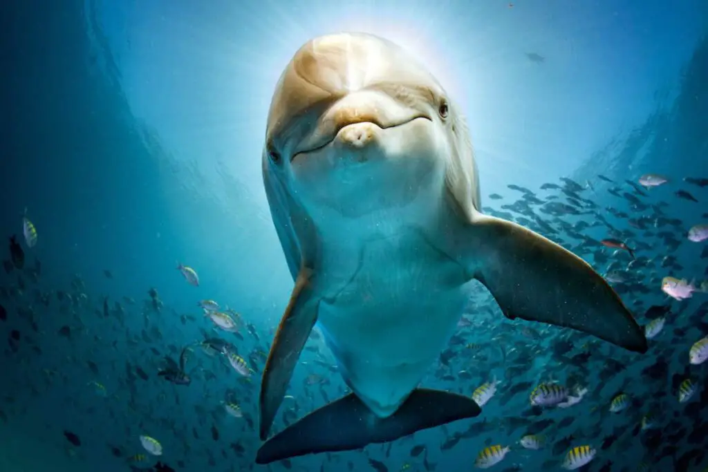 Dolphin underwater facing camera. A dolphin tattoo meaning might be appropriate for you!