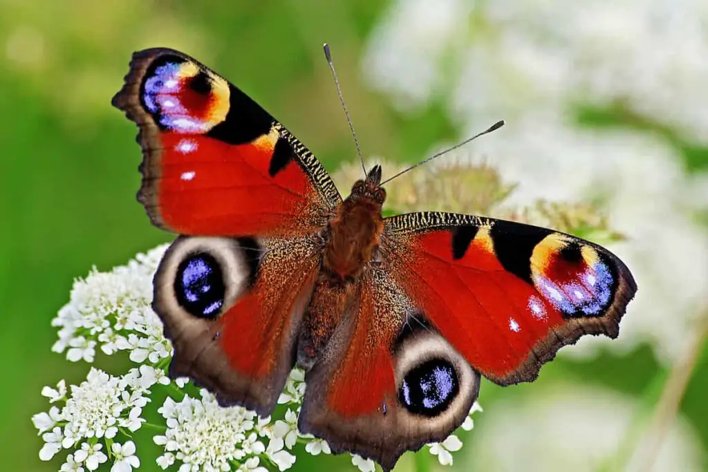 Closeup of a brightly colored peacock butterfly on a wildflower.