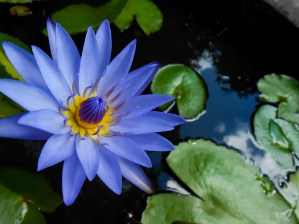 A blue lotus flower.