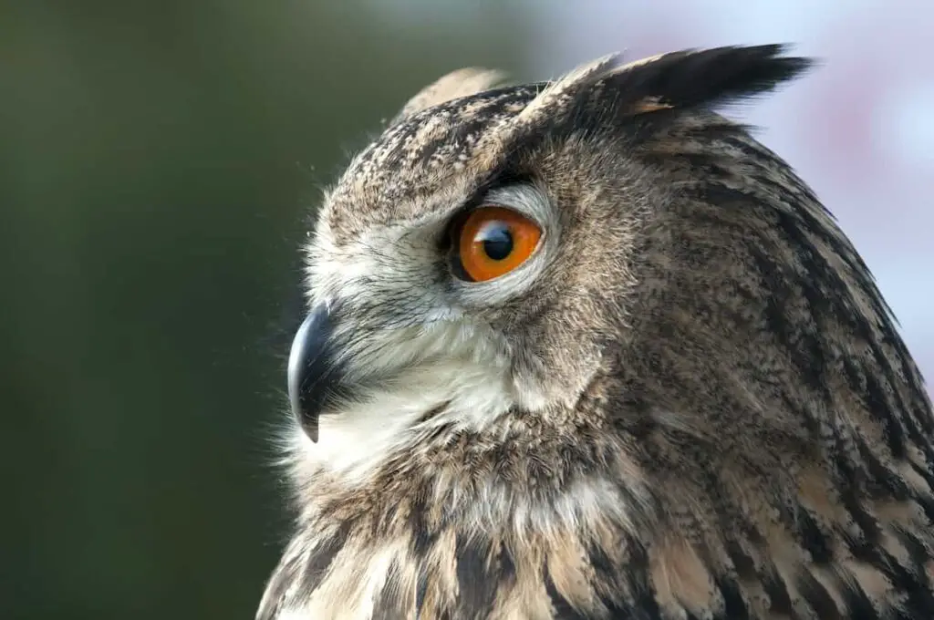 Closeup of a Eurasian eagle owl. Owl tattoo meanings go far beyond just the wise old owl storybook stereotype.
