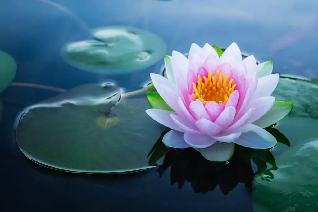 A pink lotus flower on water.