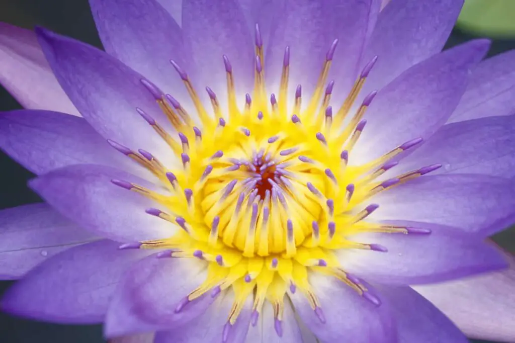 Closeup of a purple lotus flower.