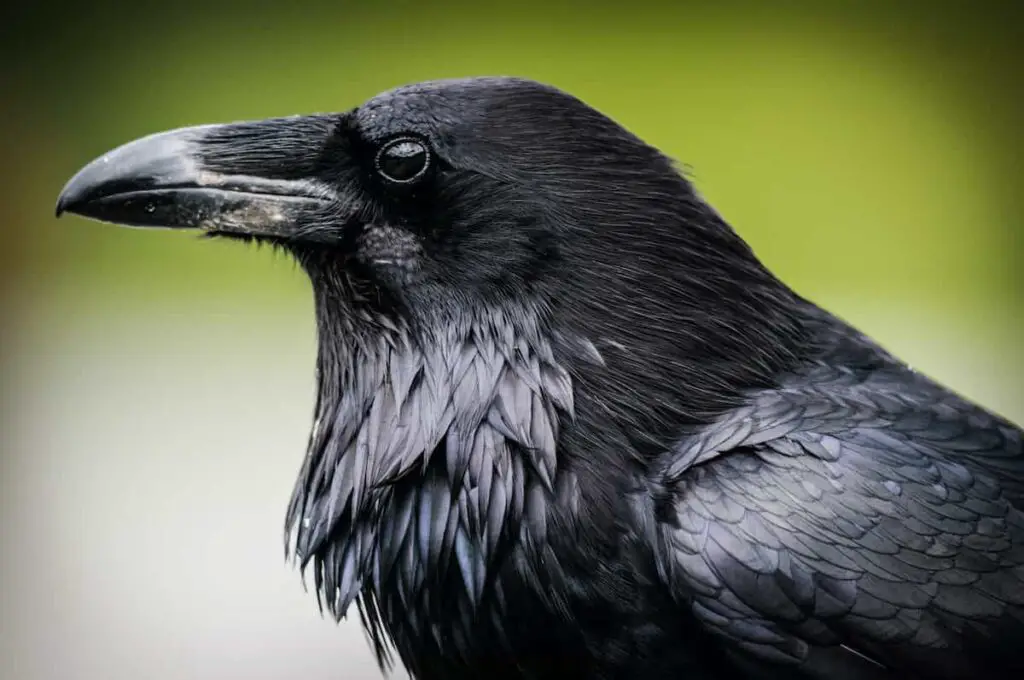 Closeup of a raven in profile view.