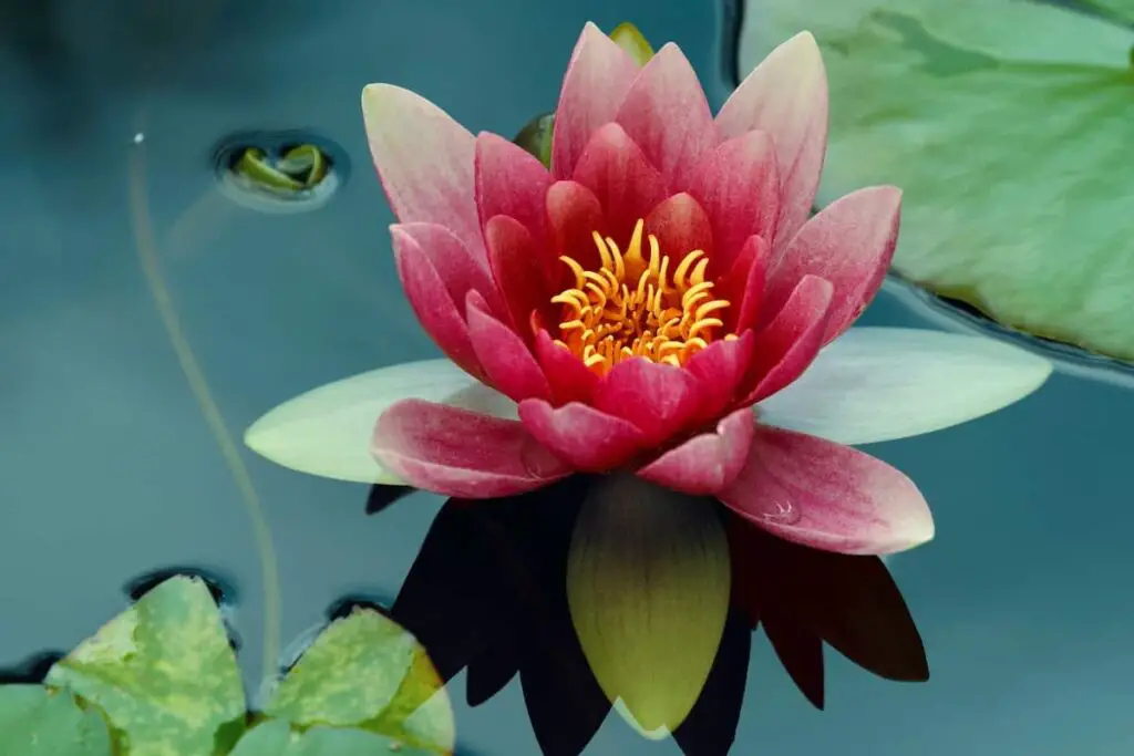 A red lotus flower in a pond.