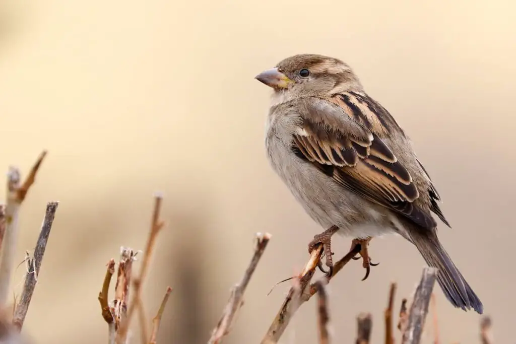 Closeup of a brown house sparrow bird.