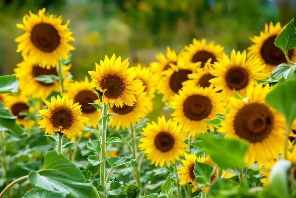 A mass planting of sunflowers. Sunflower tattoo meanings have many positive messages for the wearer.