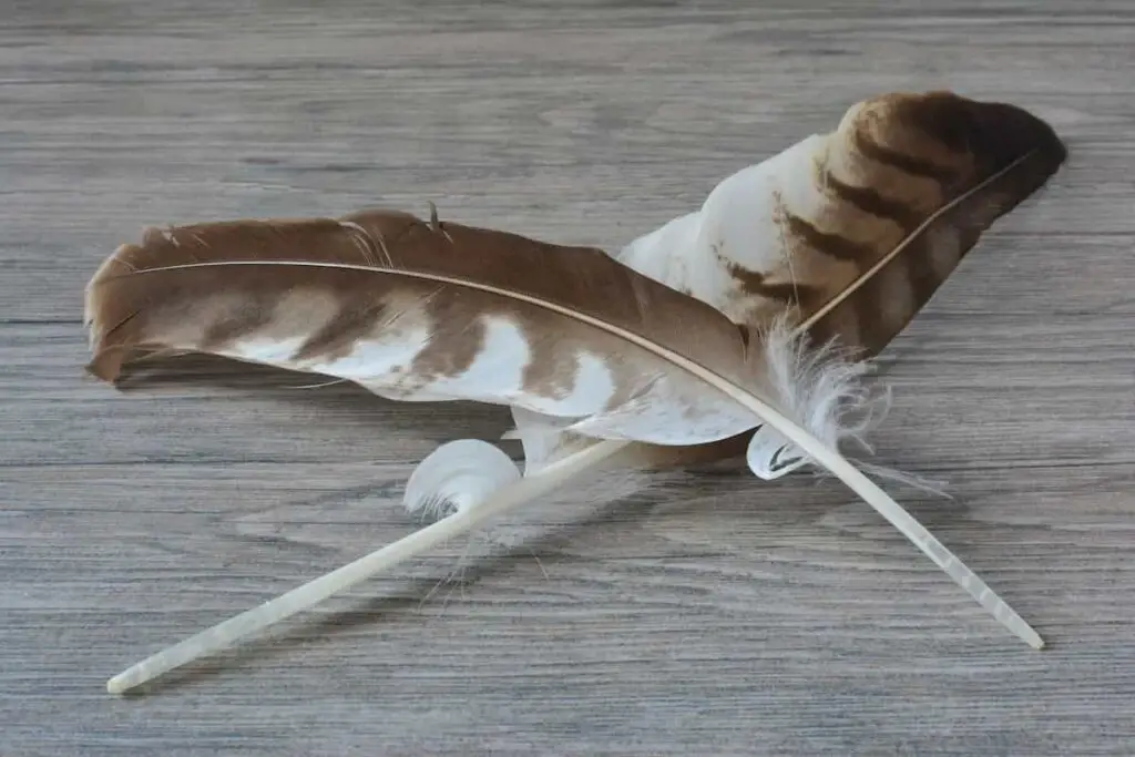 Two feathers lying crossed on a table.