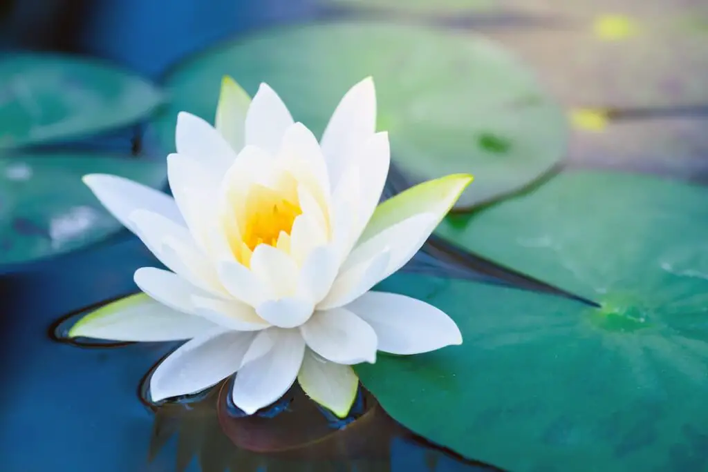 A white lotus flower. A lotus flower tattoo meaning can change based on the flower's color.