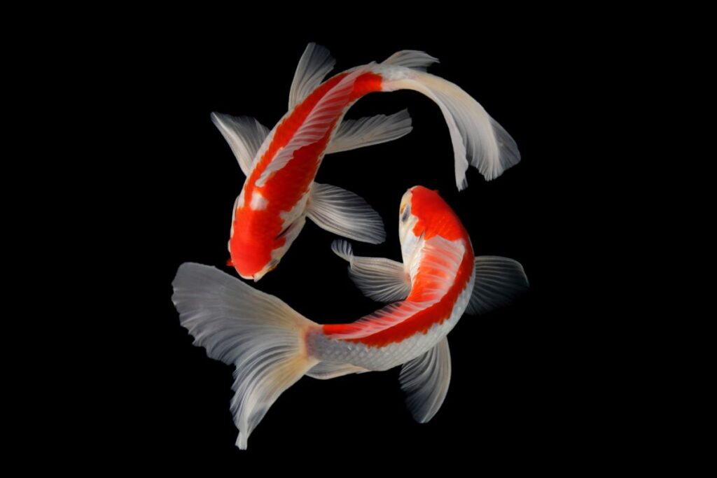 Two koi fish with a black background.