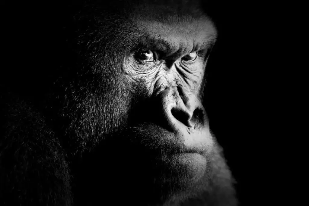 Gorilla Tattoo Meaning. A closeup black and white shot of a male gorilla's face.
