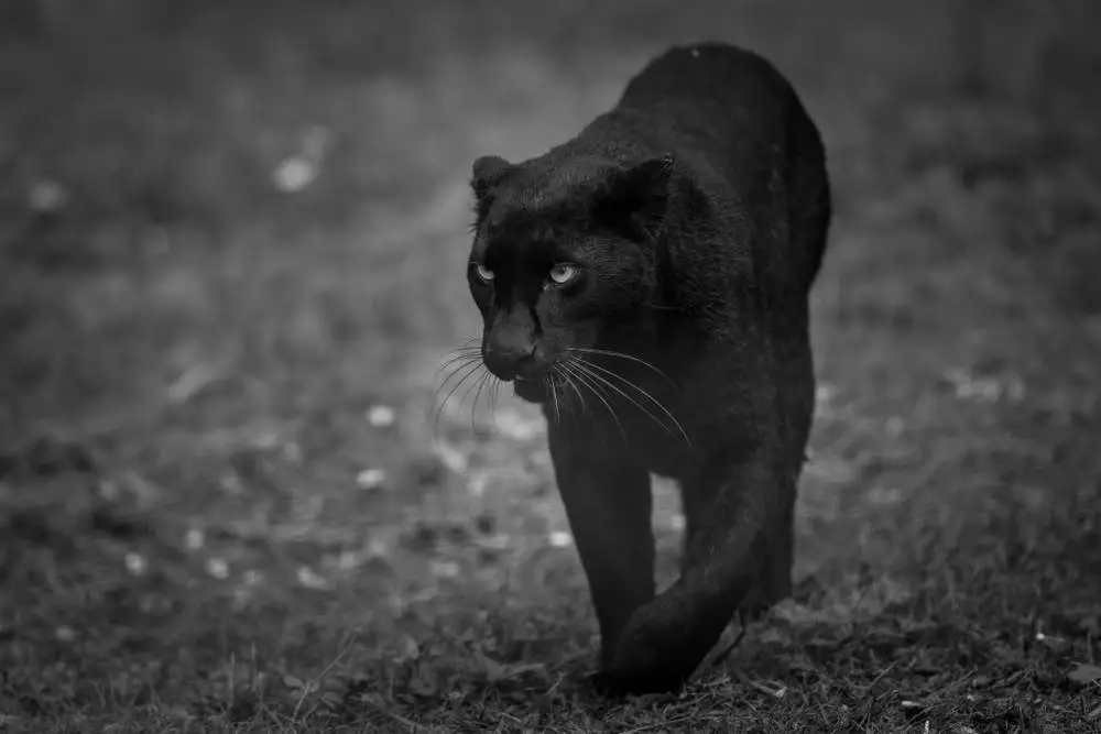 Black Panther