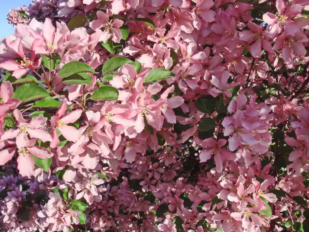 Cherry Blossoms