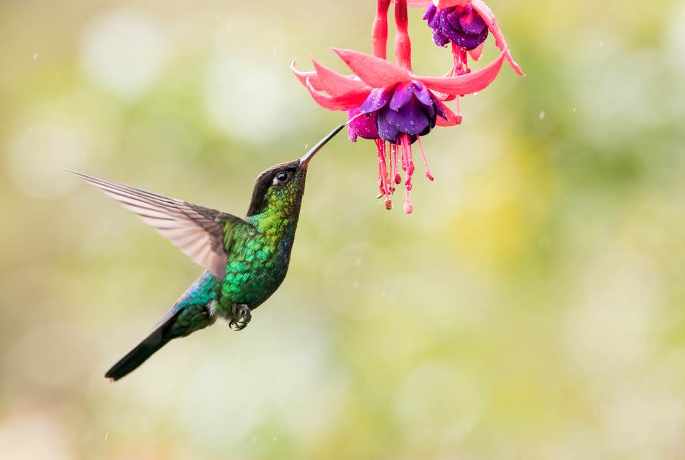 The Significance of Hummingbird Tattoos in Different Cultures - wide 7