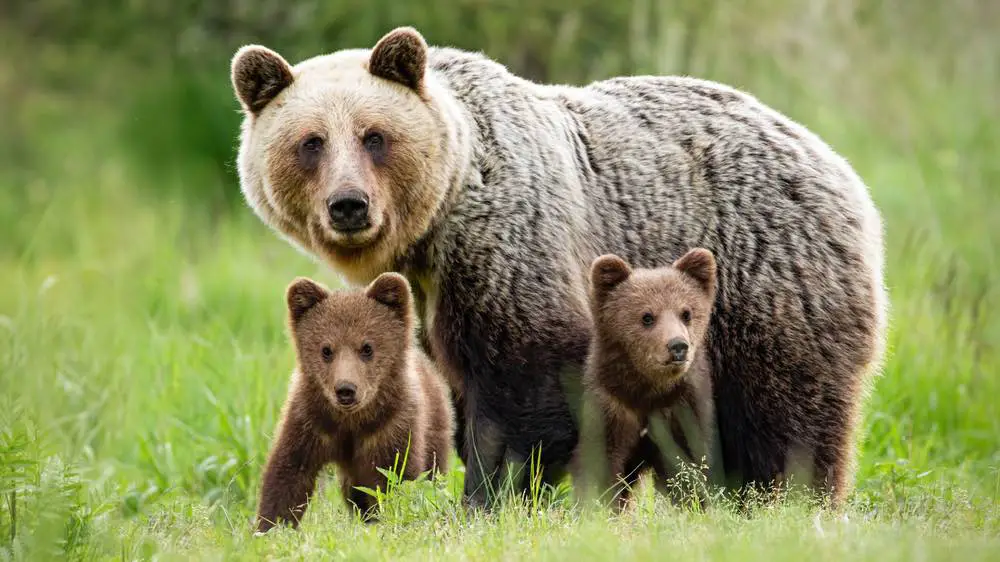 bear family