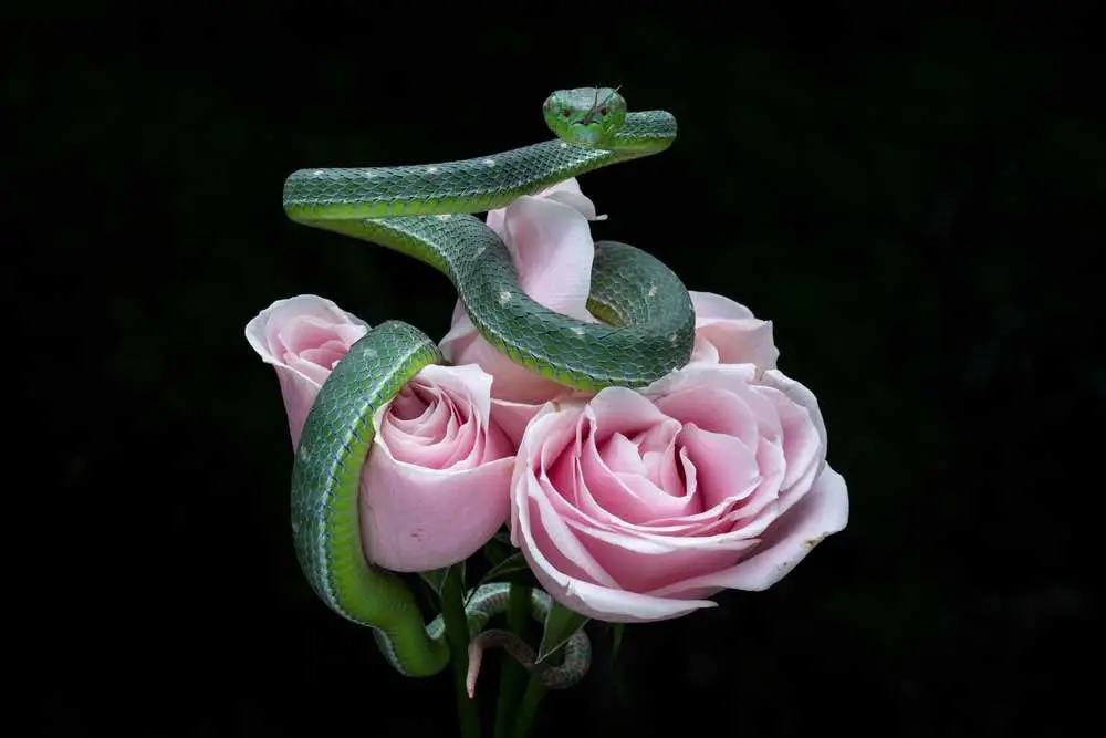 snake and rose 