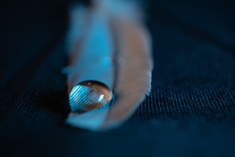 water drop on a feather