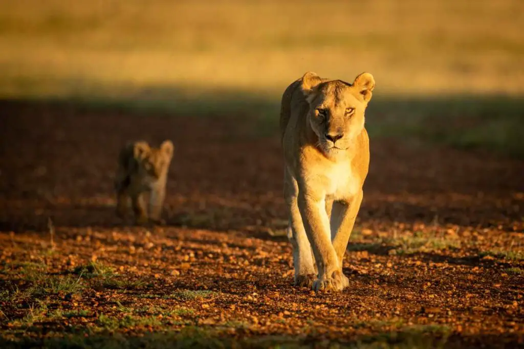 Elegant Lioness