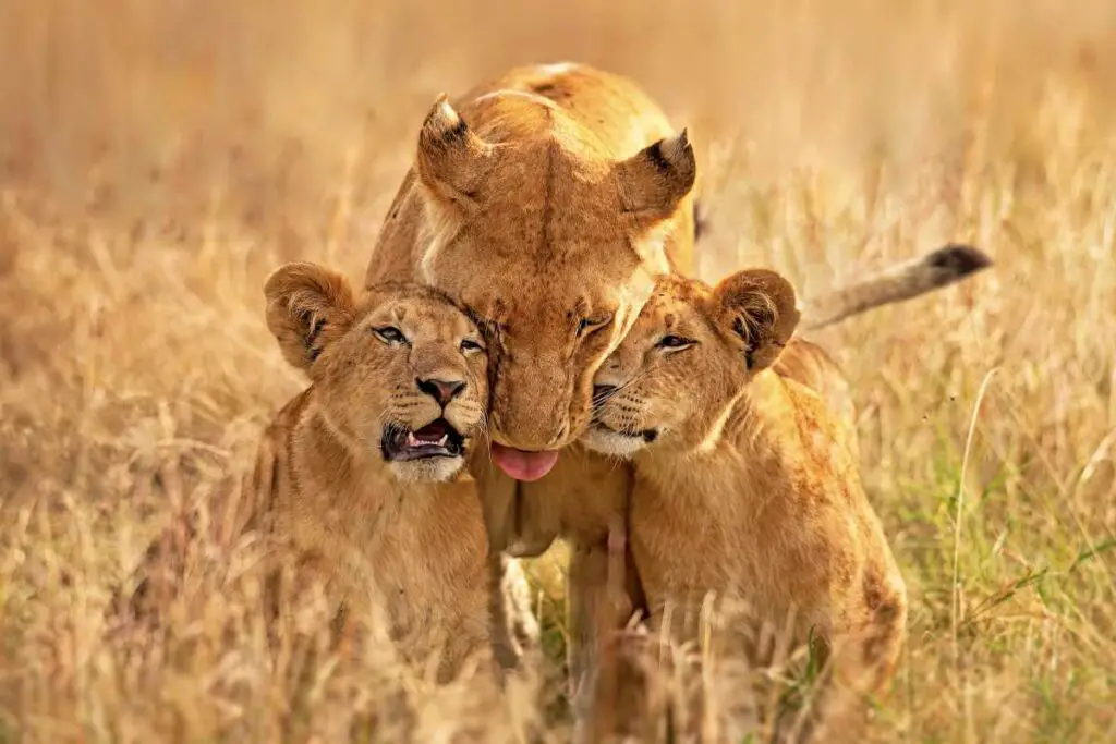 Lioness Family