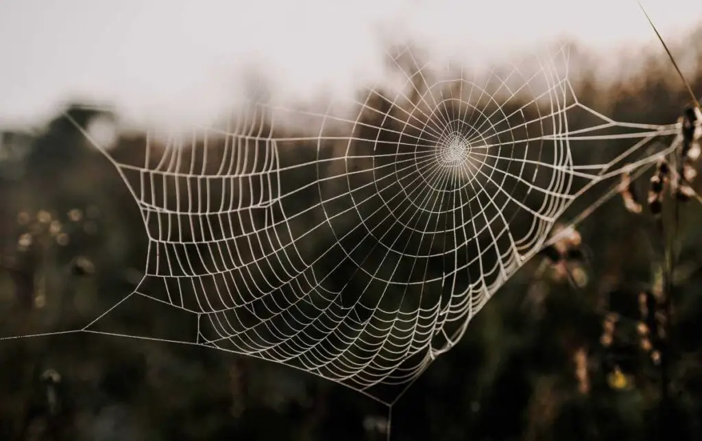 Spider Web Tattoo